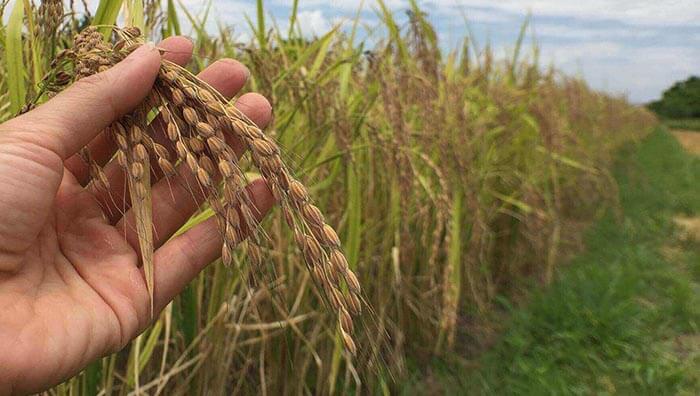 什麼是瑞岩香米？消失 38 年？