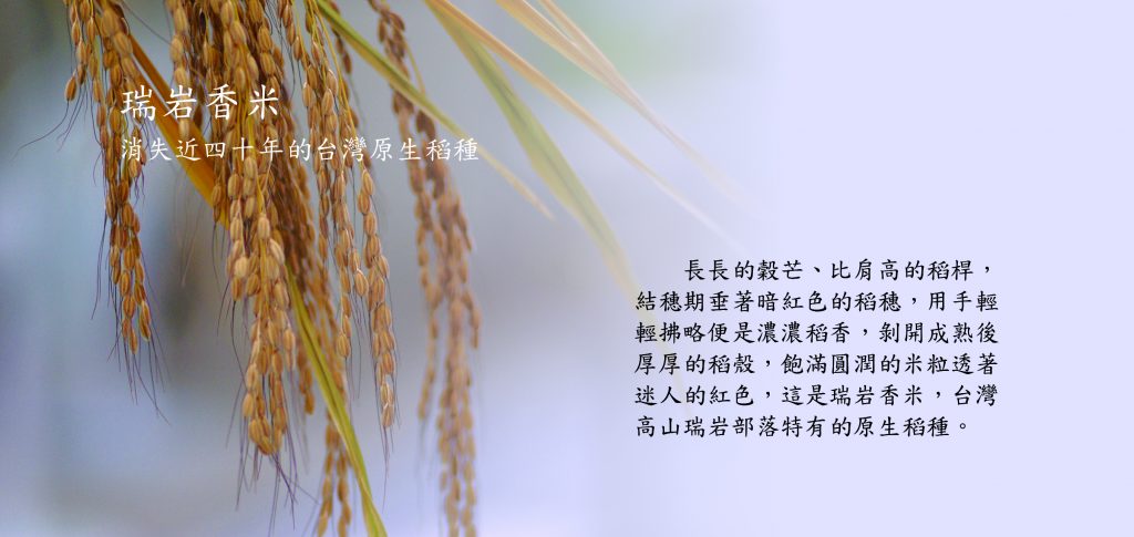瑞岩香米消失近四十年的台灣原生稻種